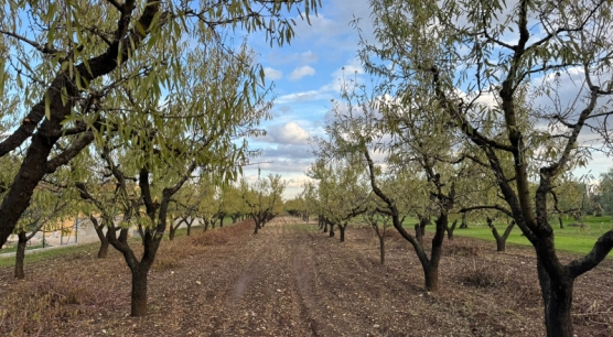 Vendesi Terreno al Bosco Comunale